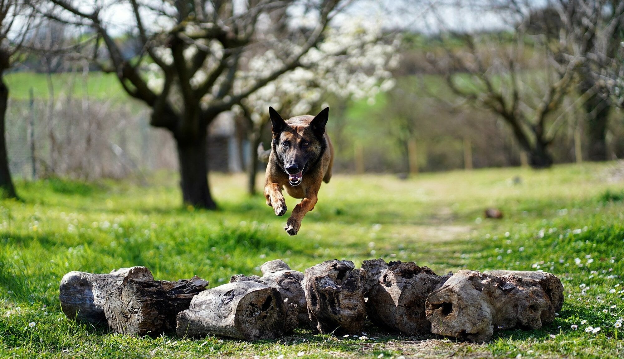 Addestramento cani - addestramento obbedienza