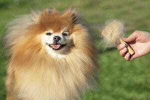 Spazzolatura del cane