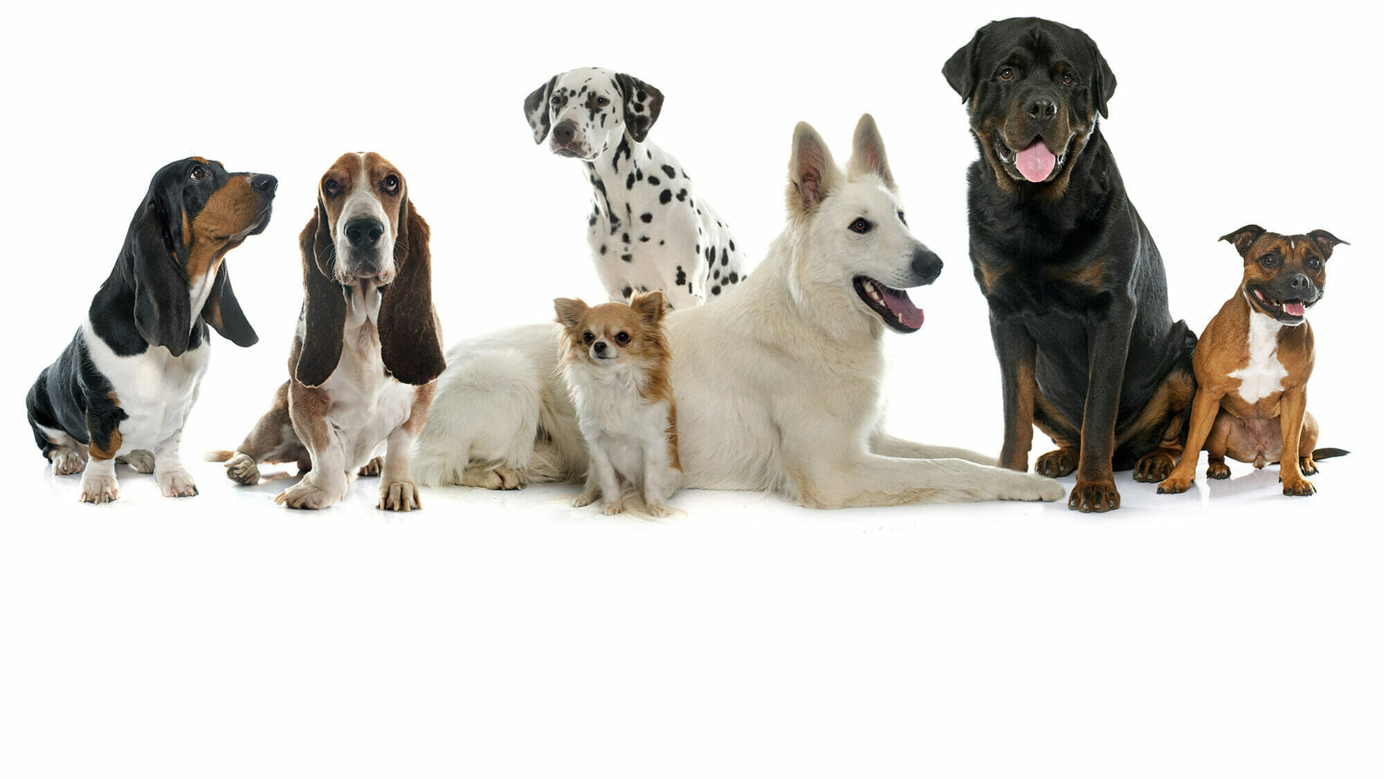 FIDOG.IT - Addestramento Cinofilo - Educazione ed addestramento del cane - Dog sitting
