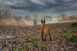 Addomesticamento del cane